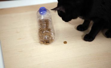 Pet Şişeden Kedi Besleme Oyuncağı