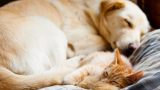 Kedi, Köpek Sahipleri Arasındaki 15 Benzerlik ve Fark