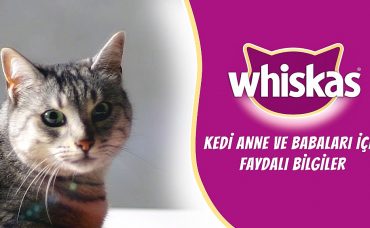 Kediniz İçin Faydalı Beslenme Çözümleri Whiskas’tan!
