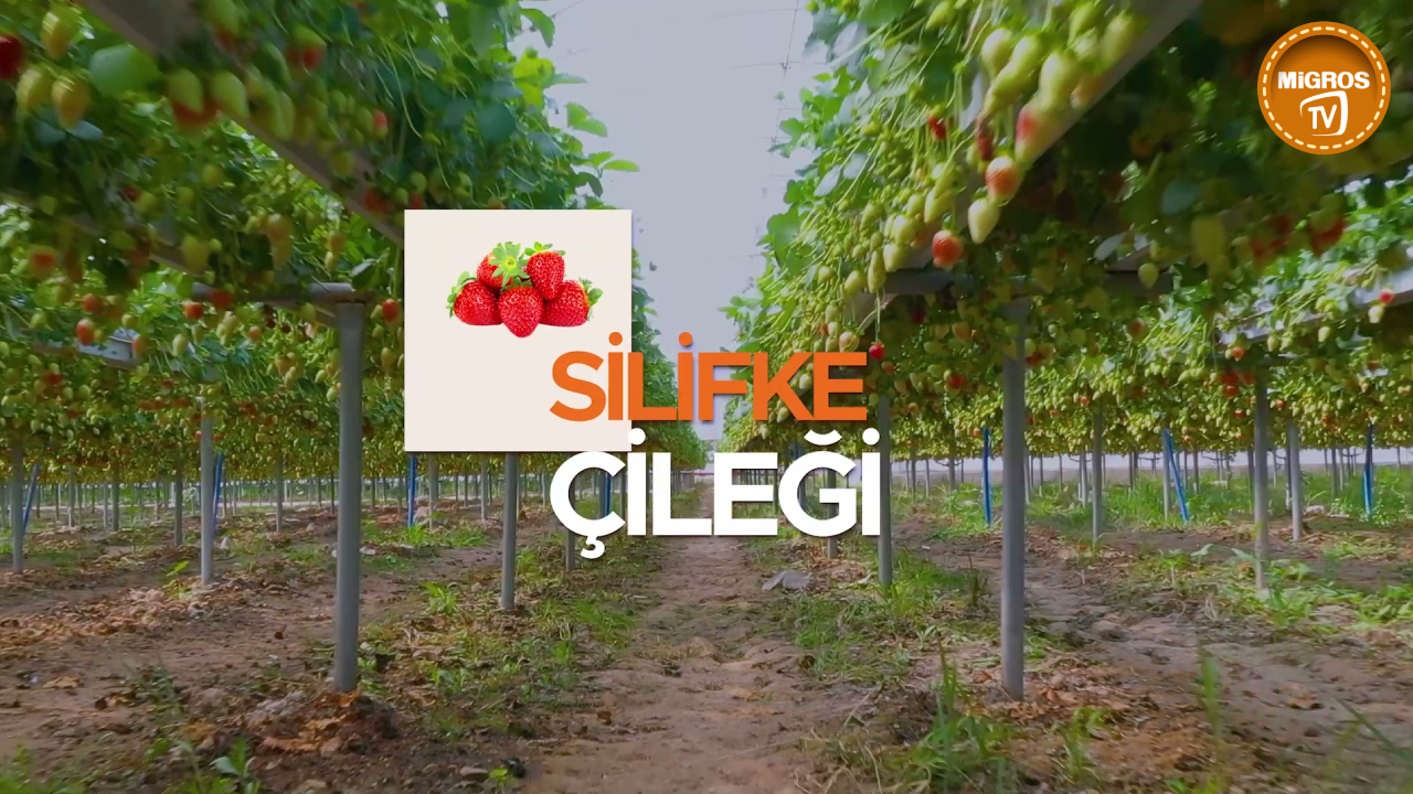 Hasat Zamanları: Silifke Çileği