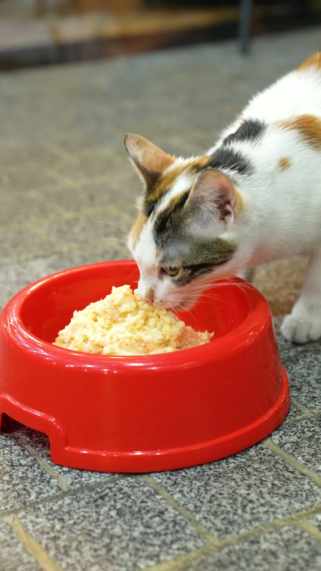 Mırlatan Lezzet! Kedinize Özel Ev Yapımı Mama Tarifi