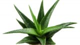 Aloe Veranın 6 Farklı Kullanım Alanı