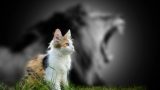 Kedilerde Kızgınlık Dönemi Hakkında 6 Bilgi