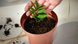 Hayat Verin: Bitki Yetiştirmenin 6 Faydası