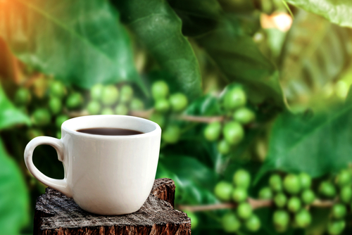 Shazili Yeşil Kahve Nasıl Hazırlanır?