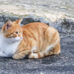 Kedileri Sicaktan Korumanin 7 Yolu Yemek Tarifleri Guzellik Bakim Saglik Ve Yasam