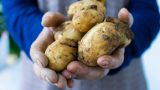 Patateslerin Filizlenmesi Nasıl Önlenir?